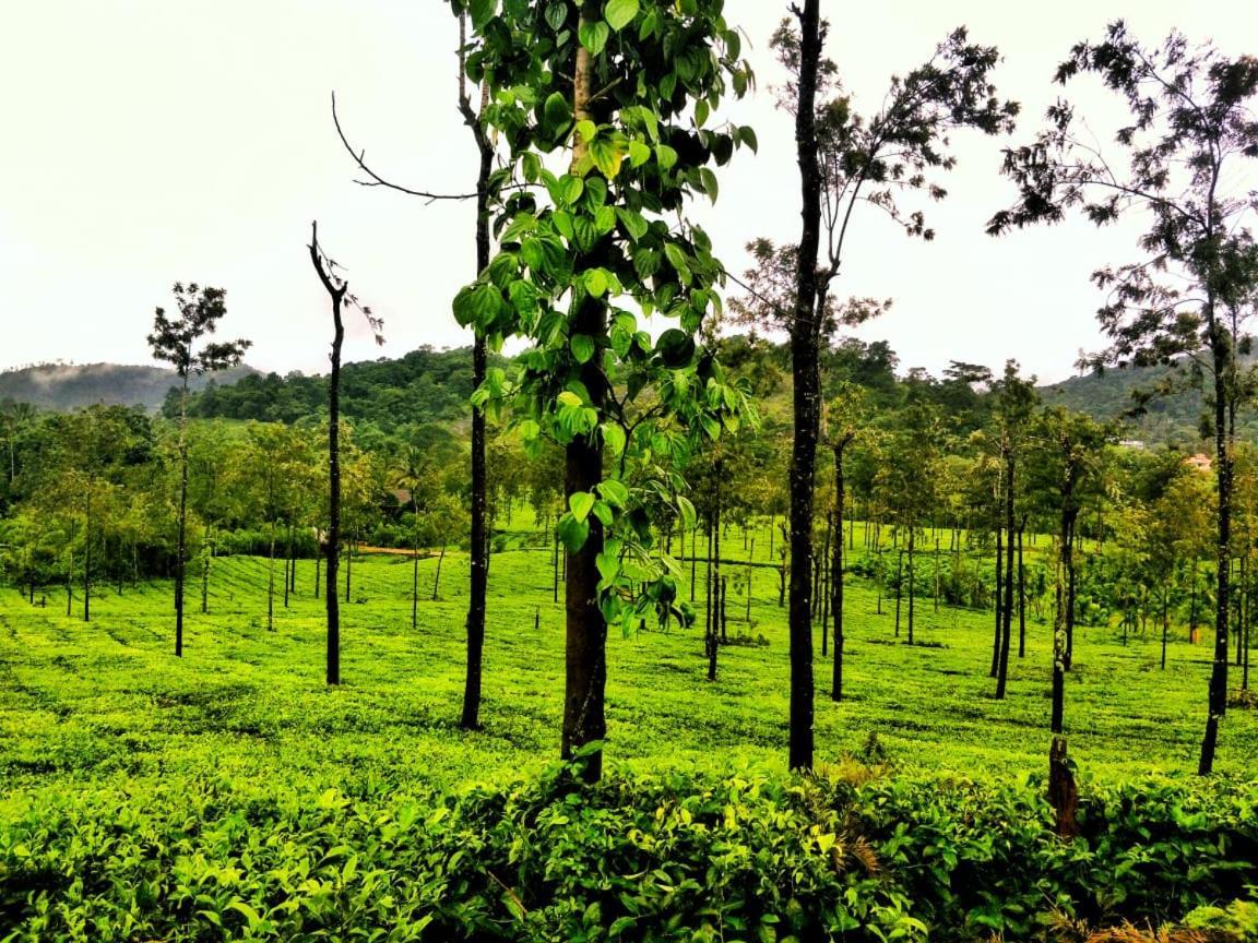 Wooden Cottages Glen Wayanad Meppādi Buitenkant foto