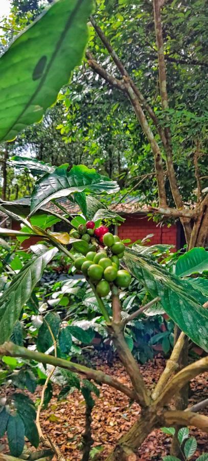 Wooden Cottages Glen Wayanad Meppādi Buitenkant foto
