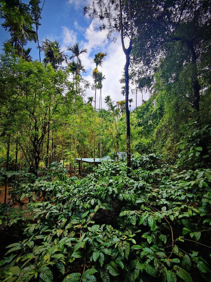 Wooden Cottages Glen Wayanad Meppādi Buitenkant foto